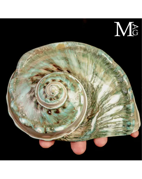 Turbo marmoratus di Tahiti - Grande Conchiglia Madreperlacea