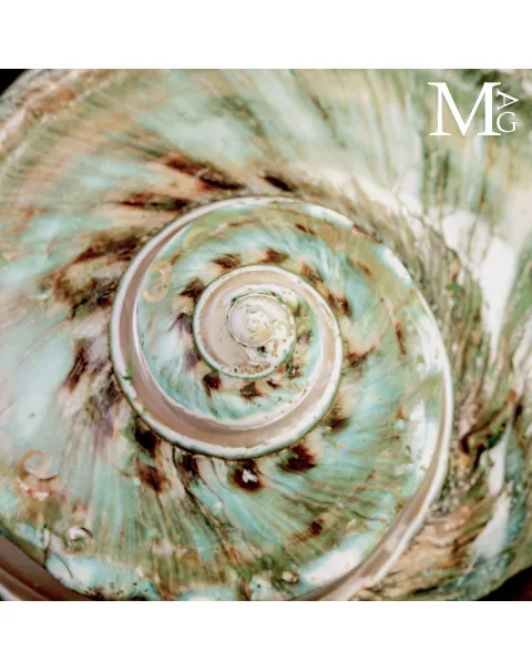 Turbo marmoratus di Tahiti - Grande Conchiglia Madreperlacea