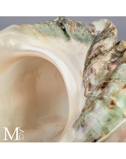Turbo marmoratus di Tahiti - Grande Conchiglia Madreperlacea
