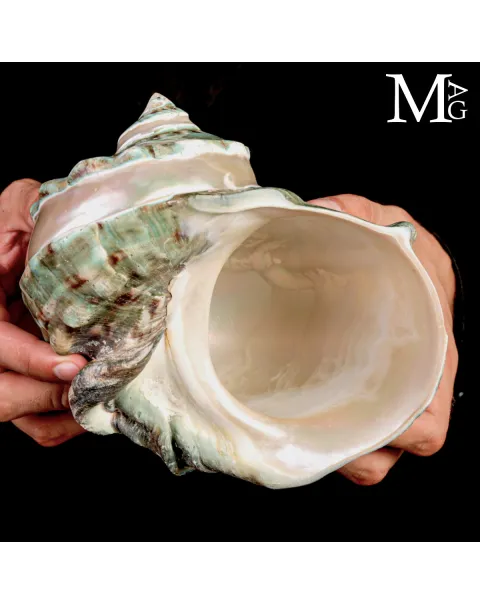 Turbo marmoratus di Tahiti - Grande Conchiglia Madreperlacea