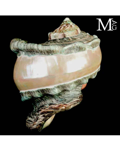 Large Turbo marmoratus Shell with Natural Green Surface and Mother-of-Pearl