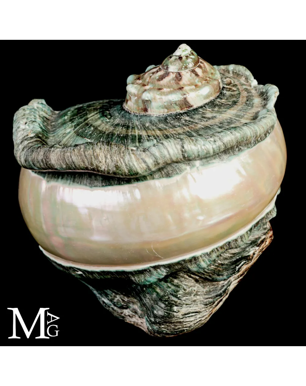 Large Turbo marmoratus Shell with Natural Green Surface and Mother-of-Pearl
