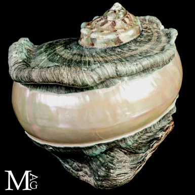 Large Turbo marmoratus Shell with Natural Green Su...