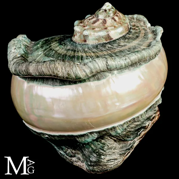 Large Turbo marmoratus Shell with Natural Green Surface and Mother-of-Pearl