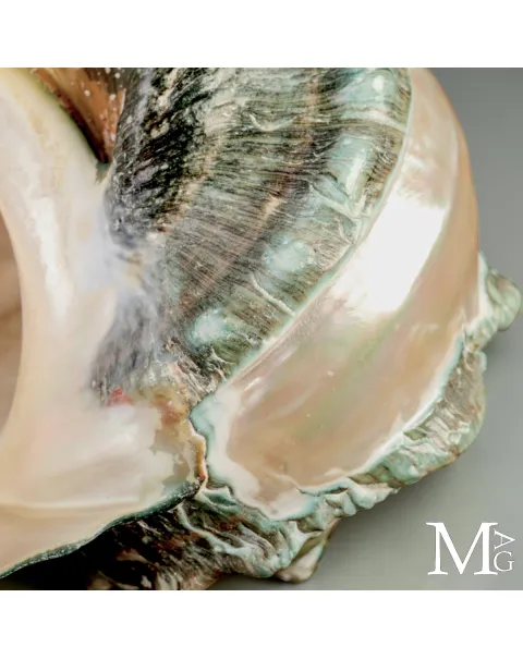 Large Turbo marmoratus Shell with Natural Green Surface and Mother-of-Pearl