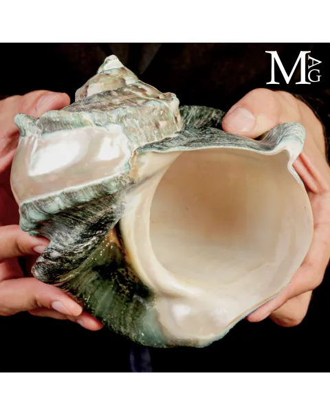 Large Turbo marmoratus Shell with Natural Green Surface and Mother-of-Pearl