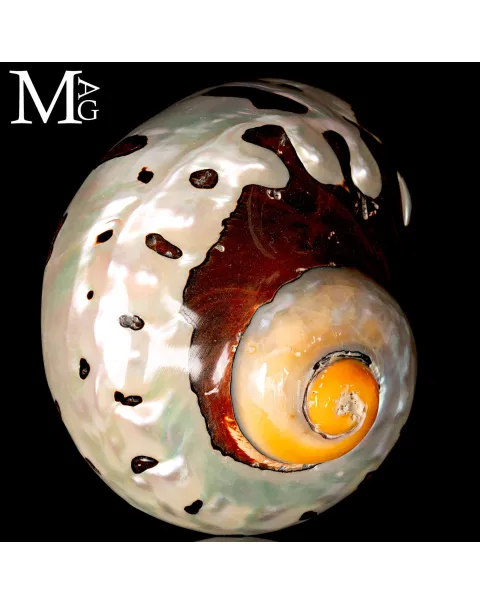 Turbo Sarmaticus - Madreperla.