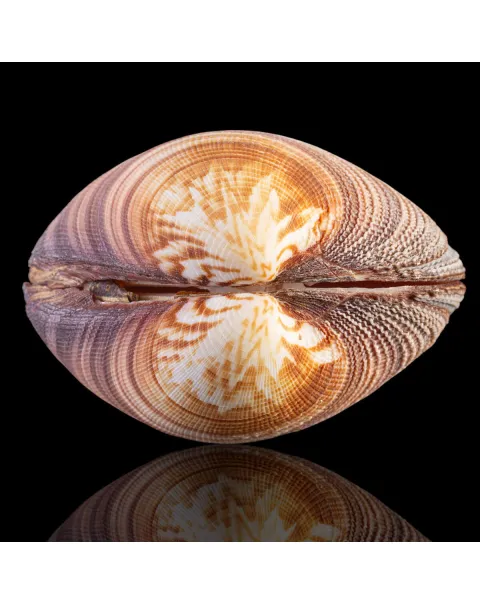 Antigona Magnifica
