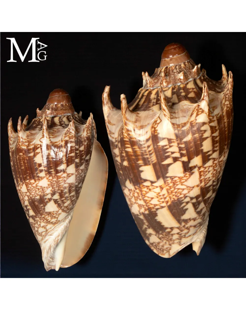 Volutidae - Cymbiola Imperialis