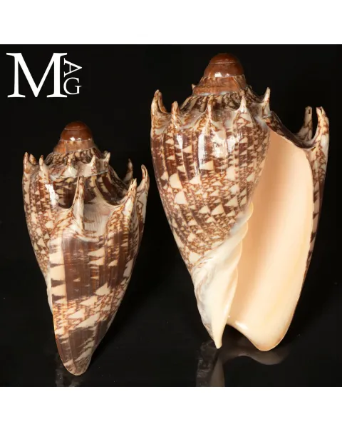 Volutidae - Cymbiola Imperialis