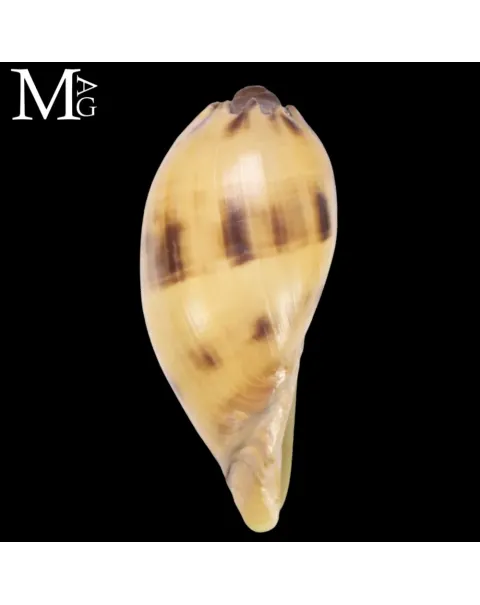 Melo broderipii – Giovane esemplare, Filippine