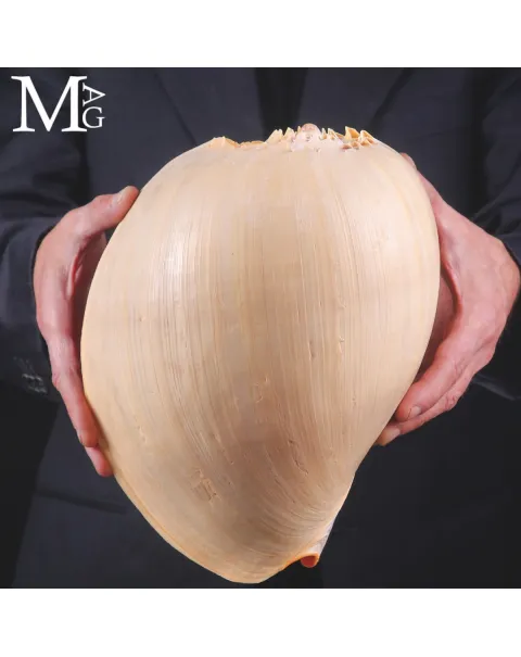 Melo Broderipii – Grande Conchiglia 288 mm