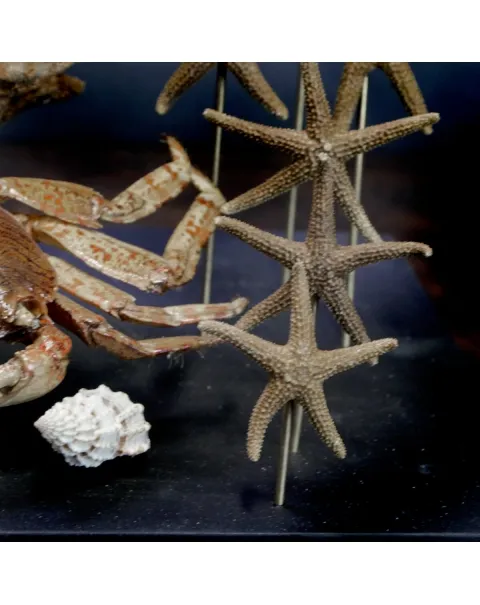 Fauna Marina sotto Teca di Vetro