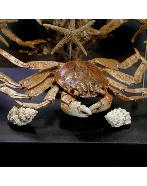Fauna Marina sotto Teca di Vetro