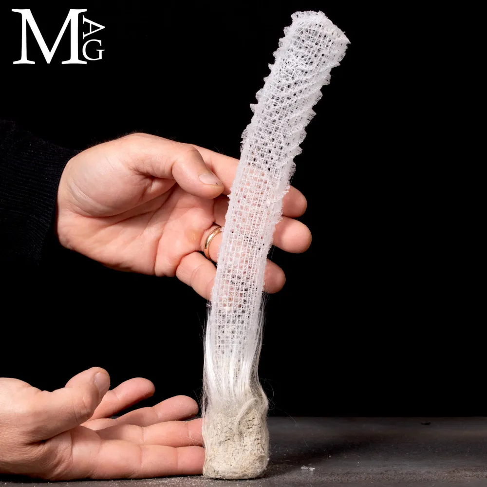 Euplectella Aspergillum – La Cesta di Venere