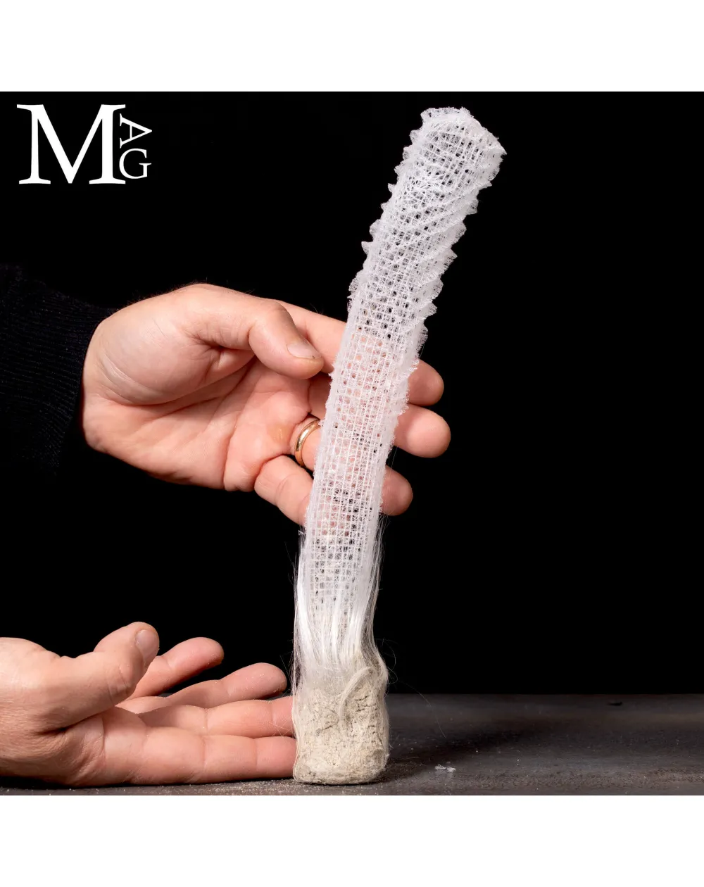 Euplectella Aspergillum – La Cesta di Venere