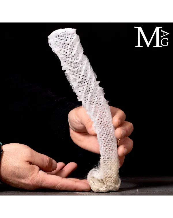 Spugna vetrosa Euplectella Aspergillum – “cest...