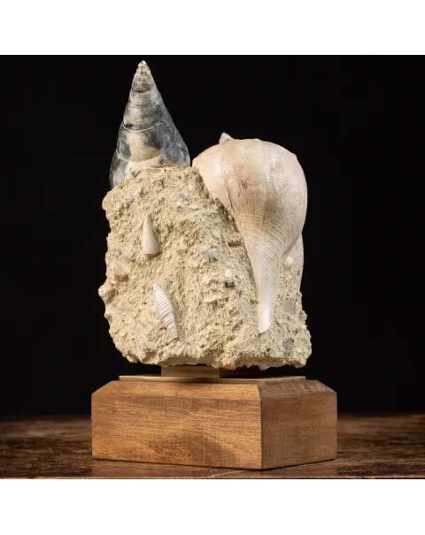 Agglomerato Naturale Conchiglie Fossili