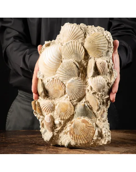Lastra con conchiglie fossili