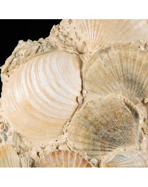 Lastra con conchiglie fossili
