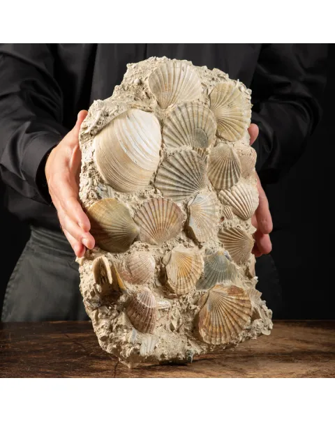 Lastra con conchiglie fossili