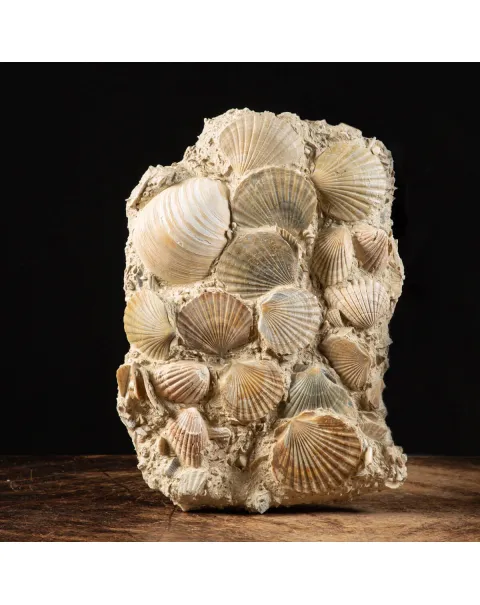 Lastra con conchiglie fossili