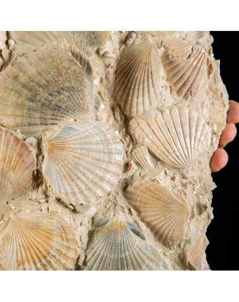 Lastra con conchiglie fossili