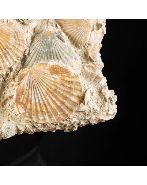 Lastra con conchiglie fossili