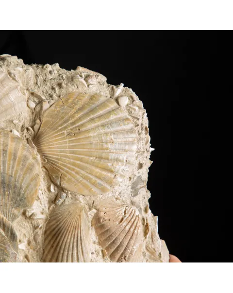 Lastra con conchiglie fossili