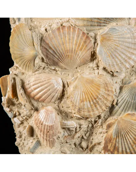 Lastra con conchiglie fossili
