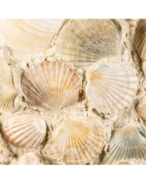Lastra con conchiglie fossili