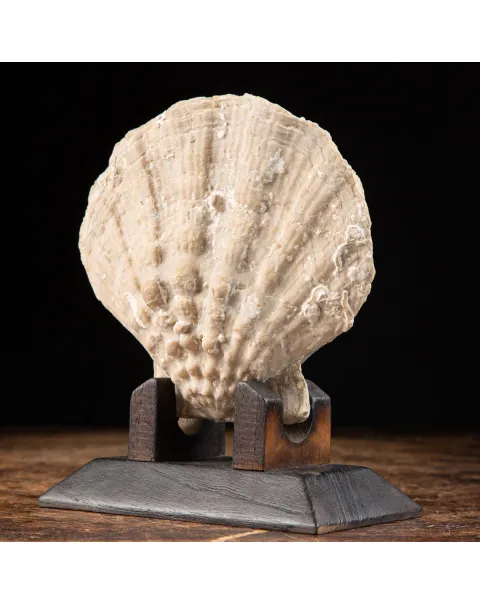 Gigantopecten Nodosiformis