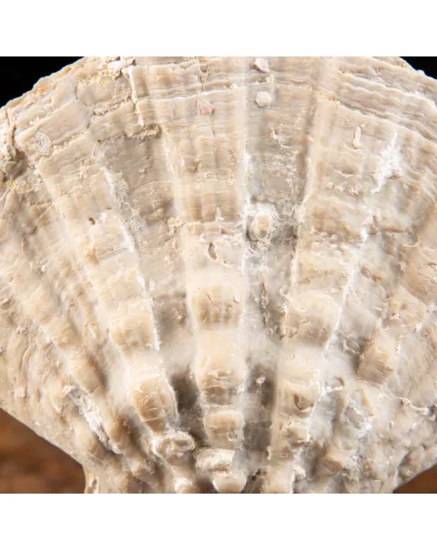Gigantopecten Nodosiformis