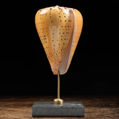 Conus Betulinus