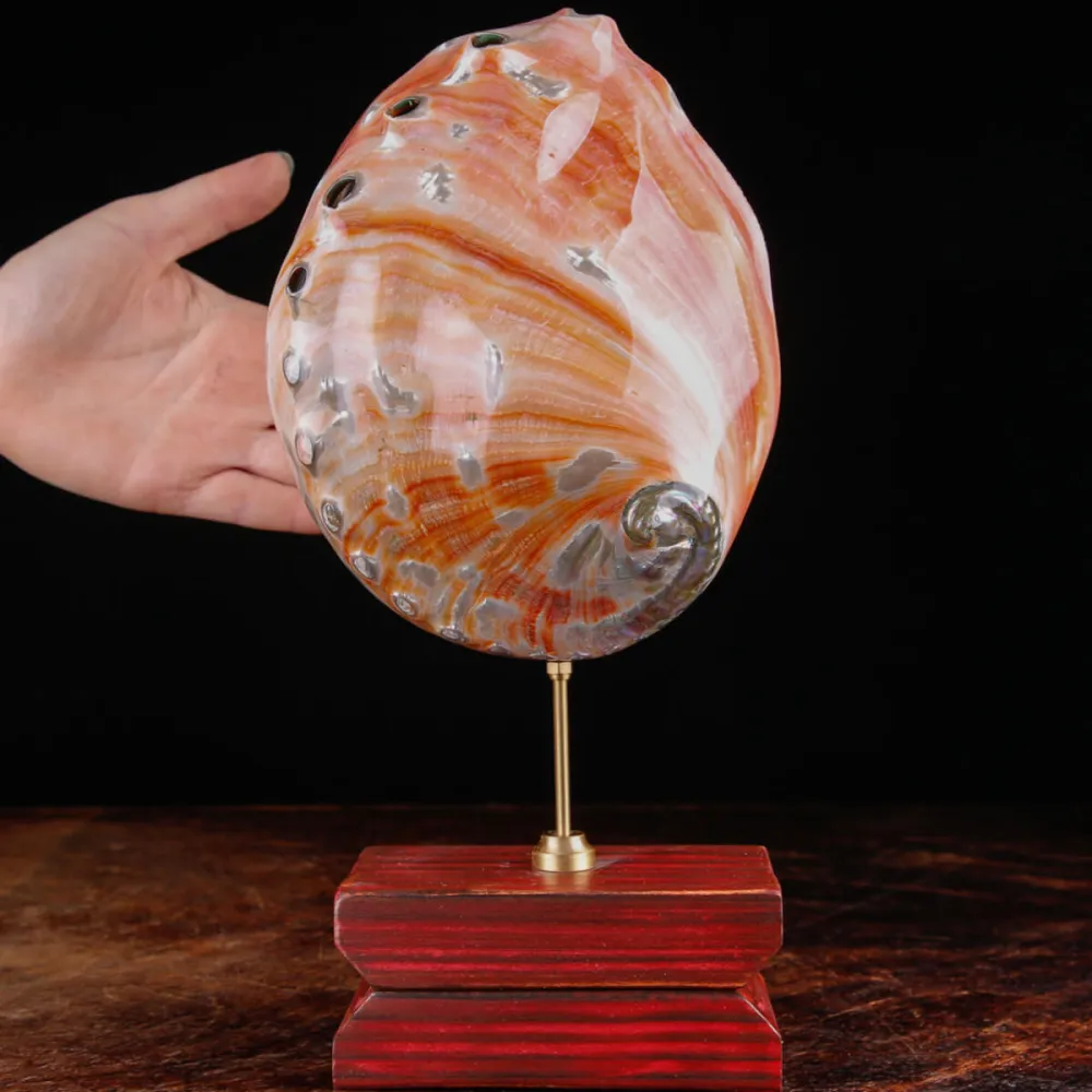 Haliotis Rufescens – Abalone Rosso della California