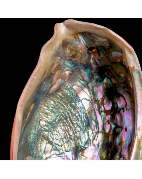 Haliotis Rufescens – Abalone Rosso della California