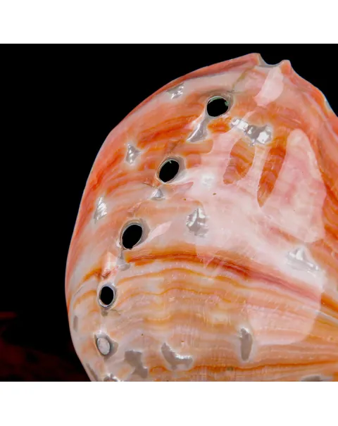 Haliotis Rufescens – Abalone Rosso della California