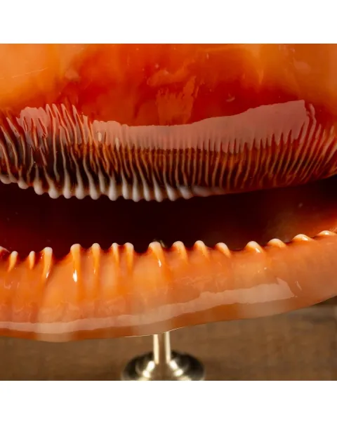 Cassis Rufa su piedistallo