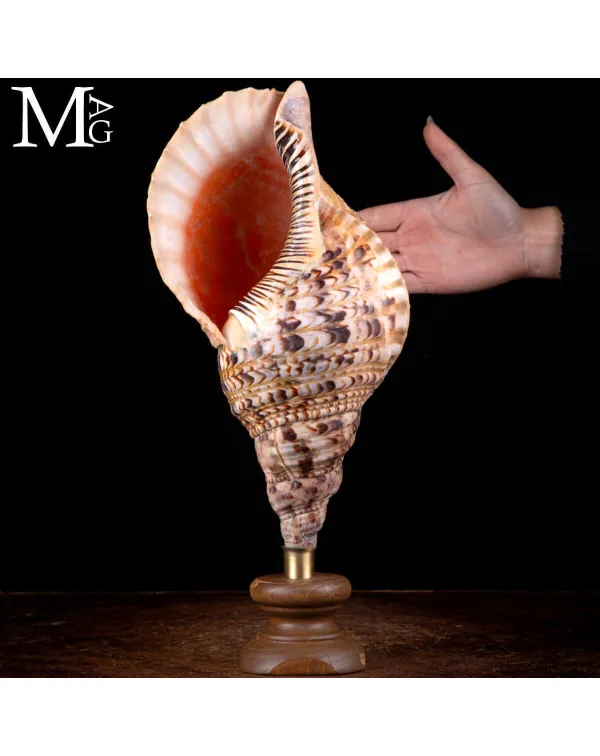 Charonia tritonis – Il Tritone Gigante