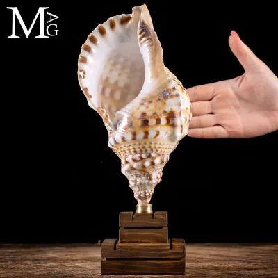 Charonia Lampas – Eleganza Naturalistica