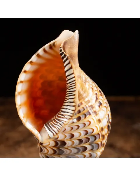 Charonia Tritonis su piedistallo