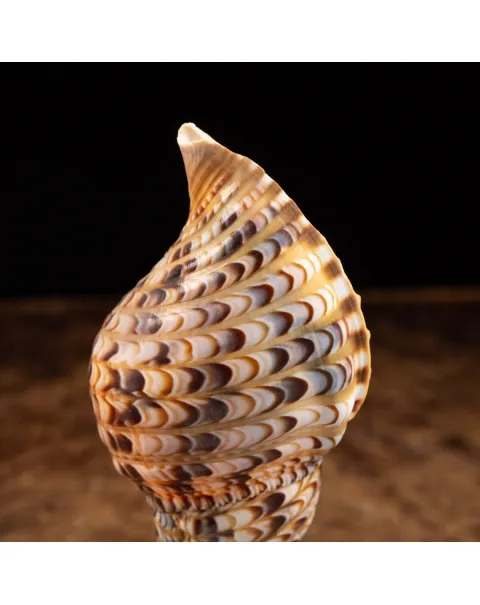 Charonia Tritonis su piedistallo