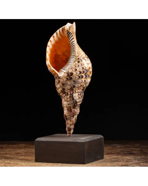 Charonia Tritonis su piedistallo