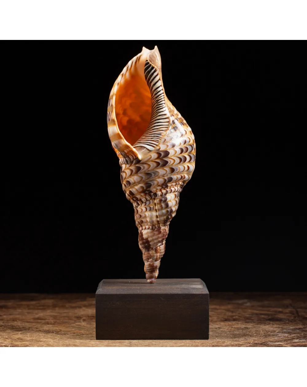 Charonia Tritonis su piedistallo