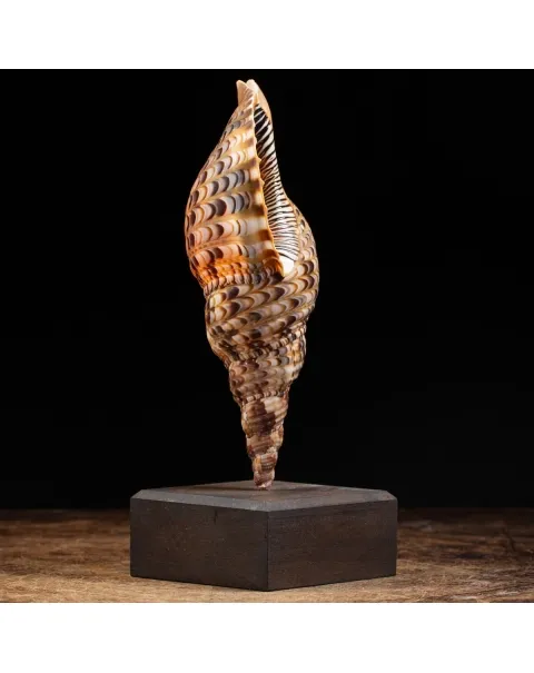 Charonia Tritonis su piedistallo