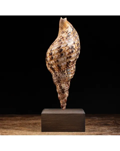 Charonia Tritonis su piedistallo