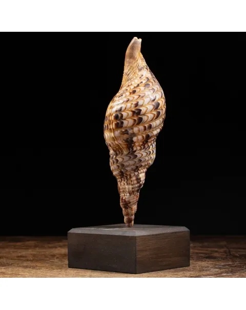 Charonia Tritonis su piedistallo