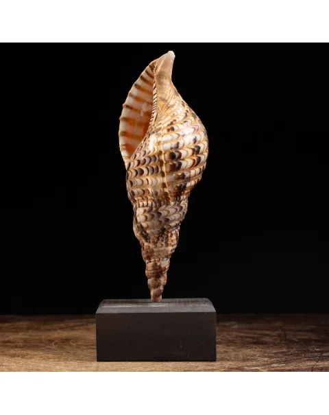 Charonia Tritonis su piedistallo