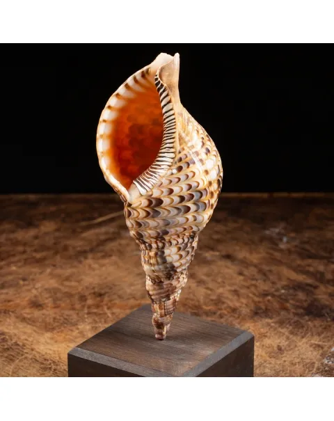 Charonia Tritonis su piedistallo