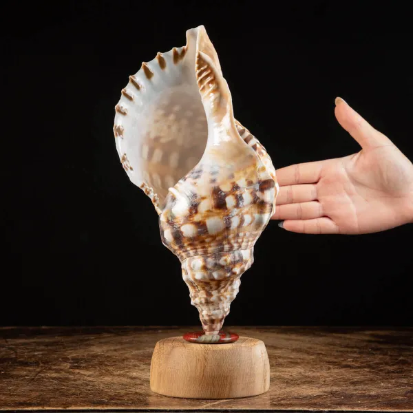 Charonia Lampas – La Conchiglia del Dio del Mare.